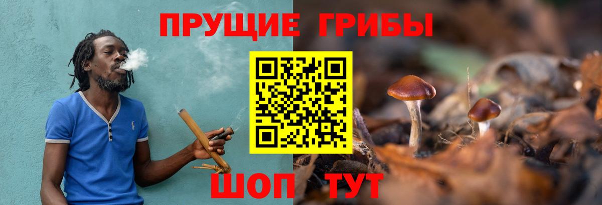 что такое   Вход с VPN  Брянск  Псилоцибиновые грибы Psilocybine cubensis  Псилоцибиновые грибы Psilocybine cubensis 